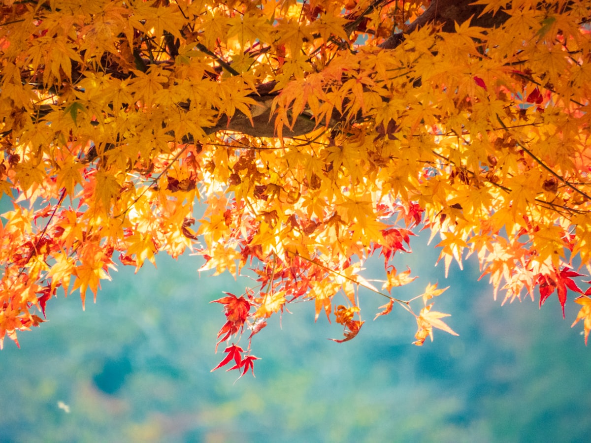 autumn-leaves-japan-3