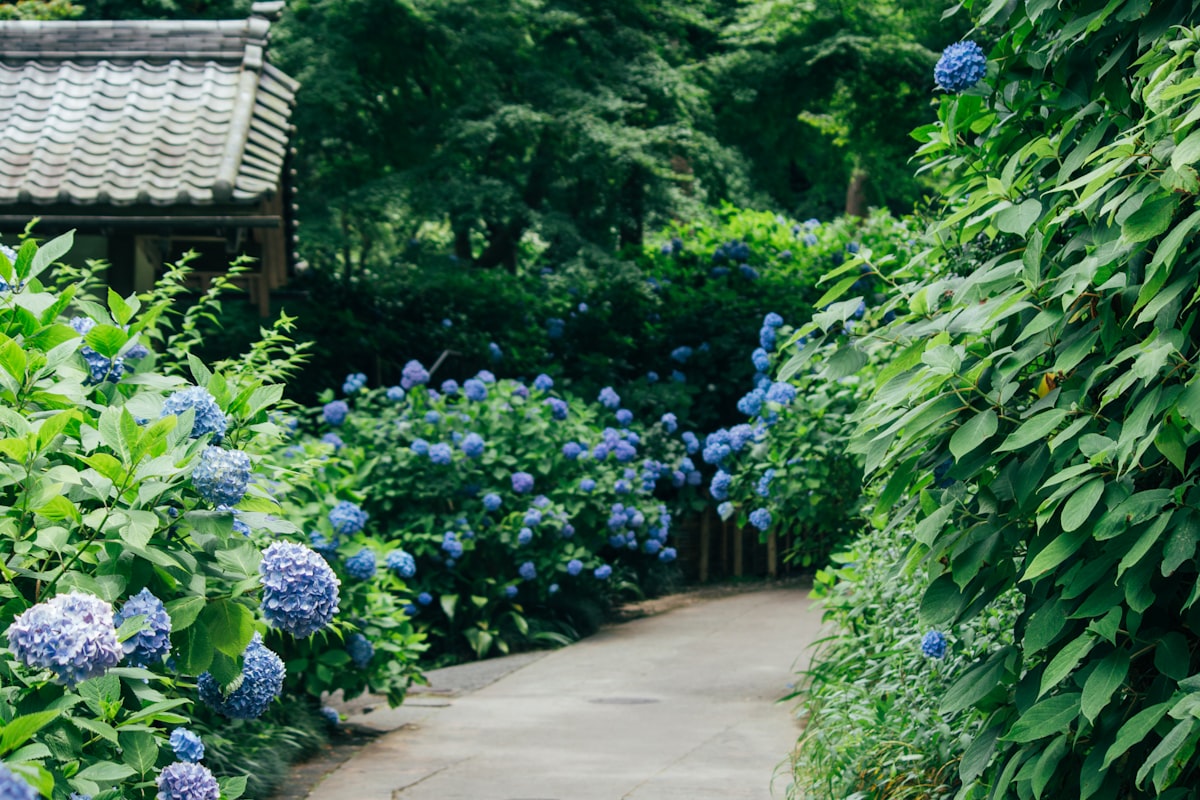 hydrangea-blooming