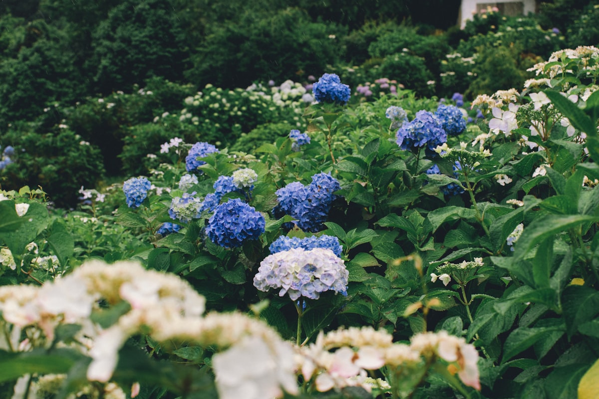 hydrangea-sunshine
