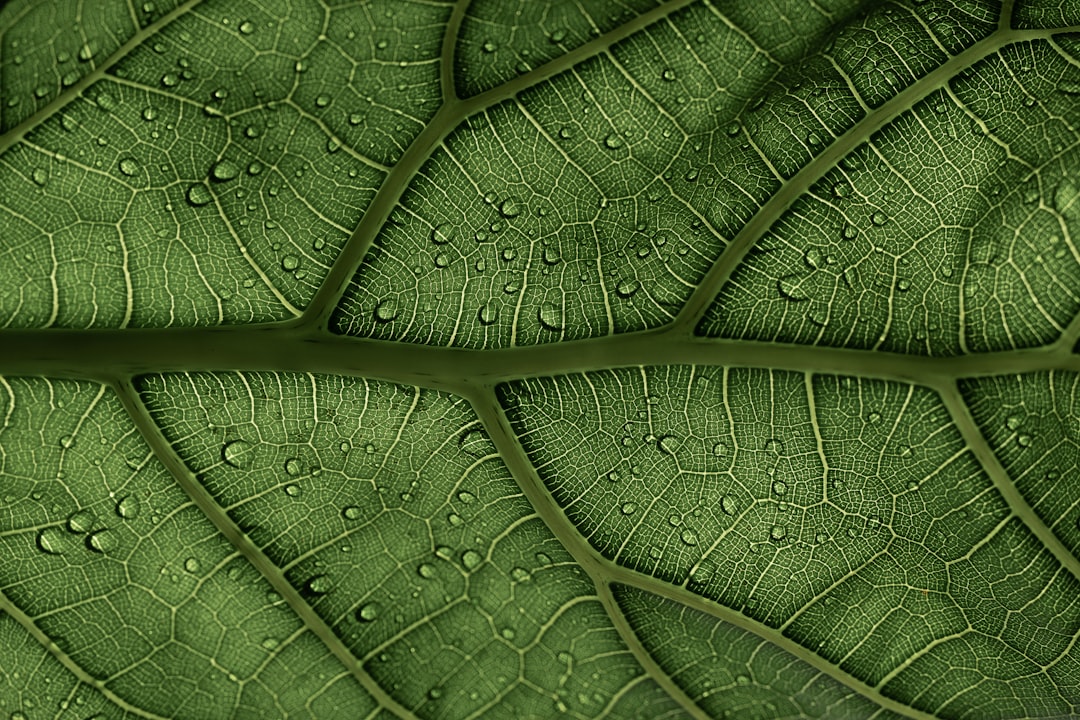 habuta-leaf-0818